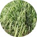 Lemongrass E/O: Vital Herb